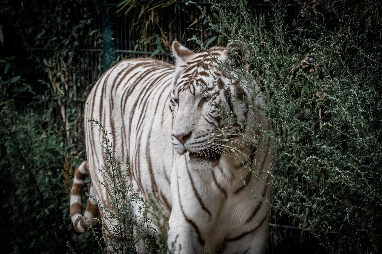 tiger  white tiger  predator free photo