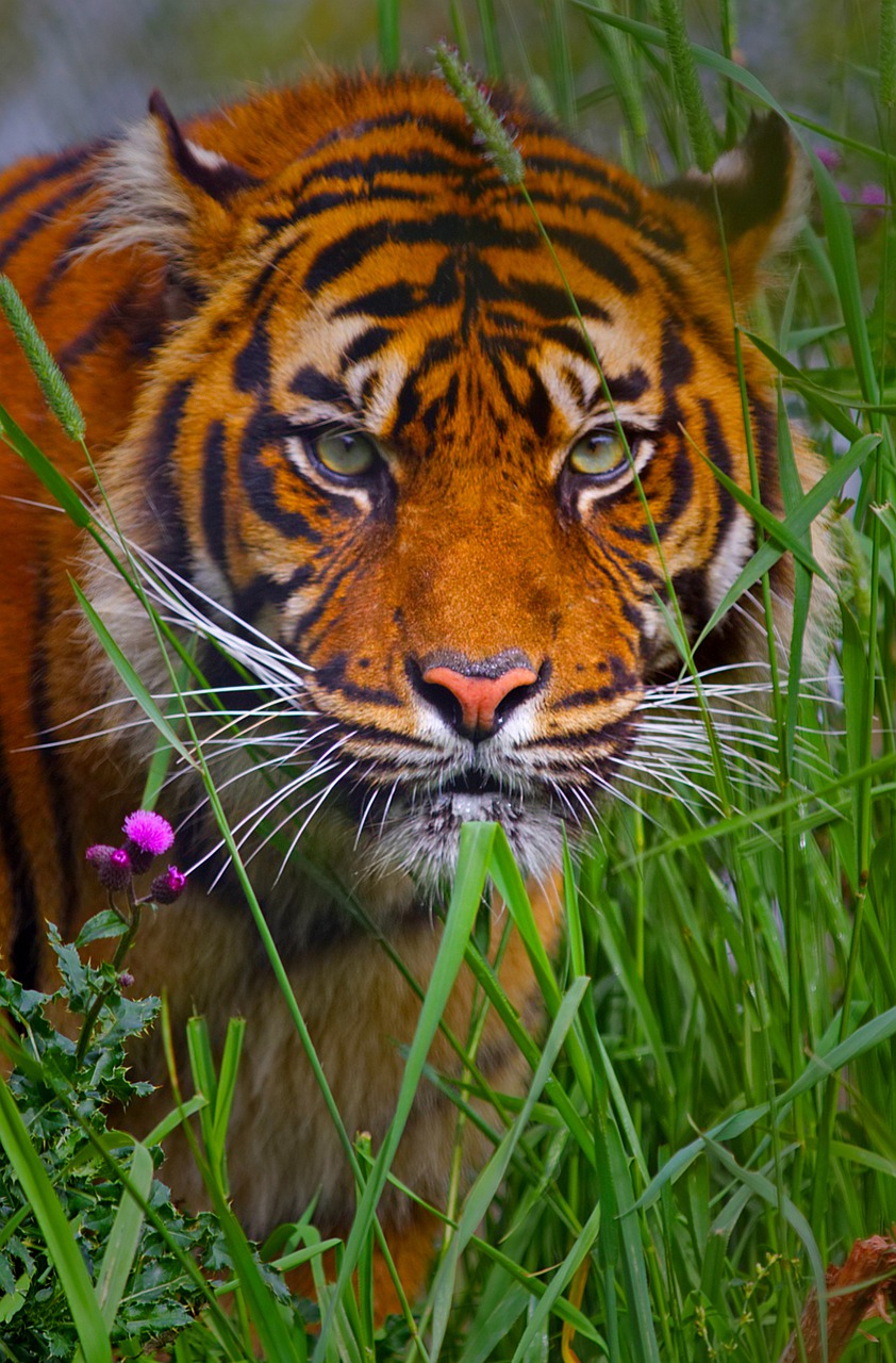 tiger  siberian  predator free photo