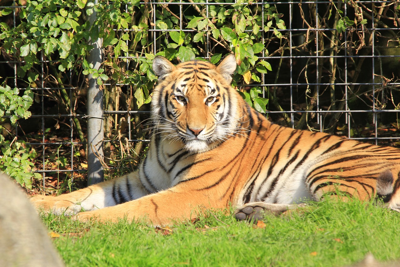 tiger head cat free photo