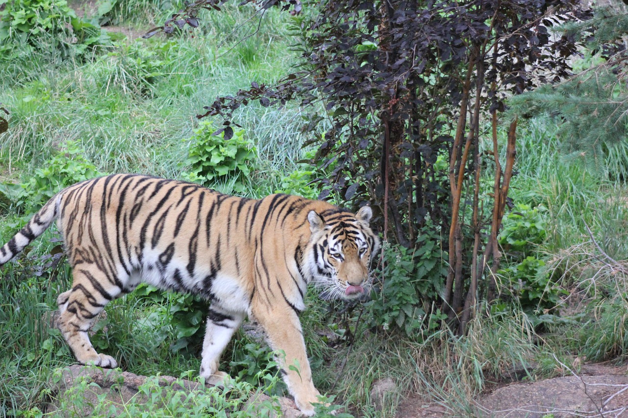tiger wild animal free photo