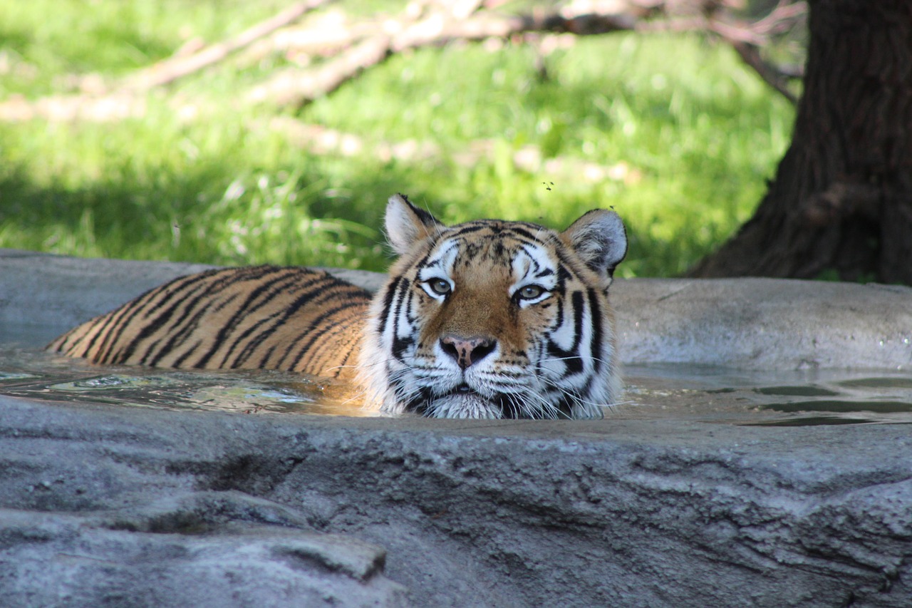 tiger water swimming free photo