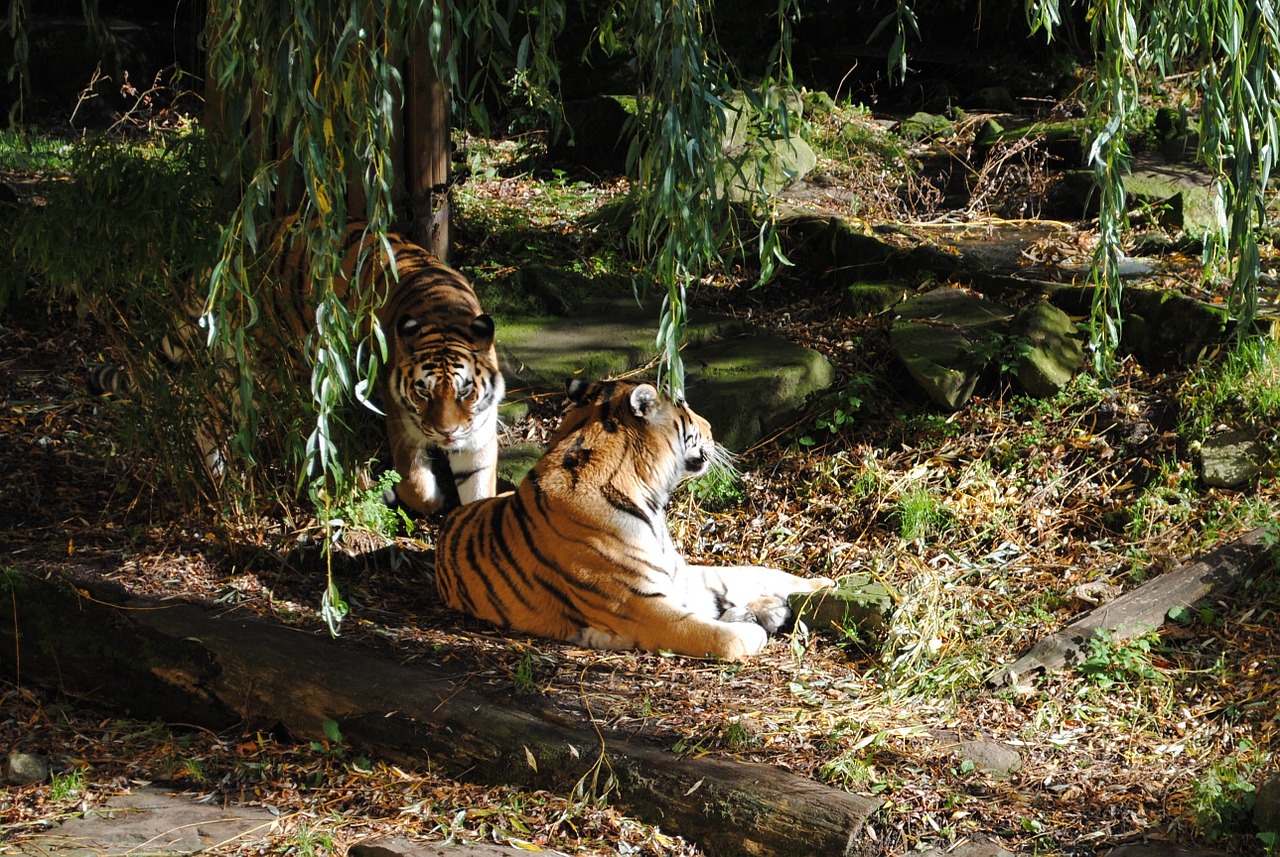 tiger pair predator free photo