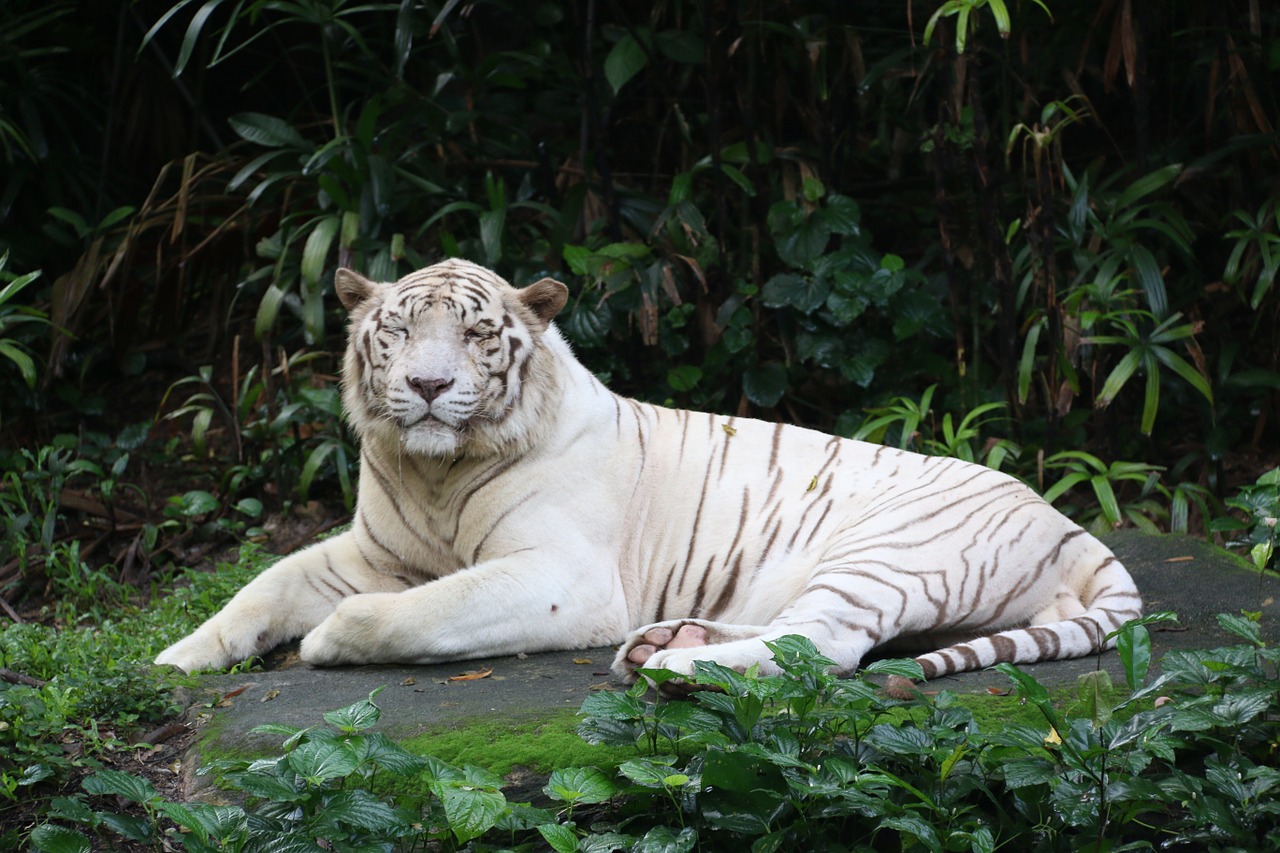 tiger white animal free photo