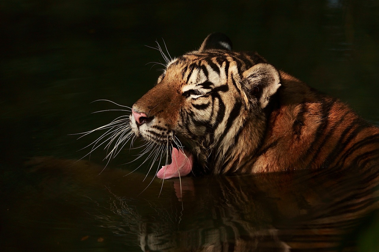 tiger tiger in the water black backdrop free photo