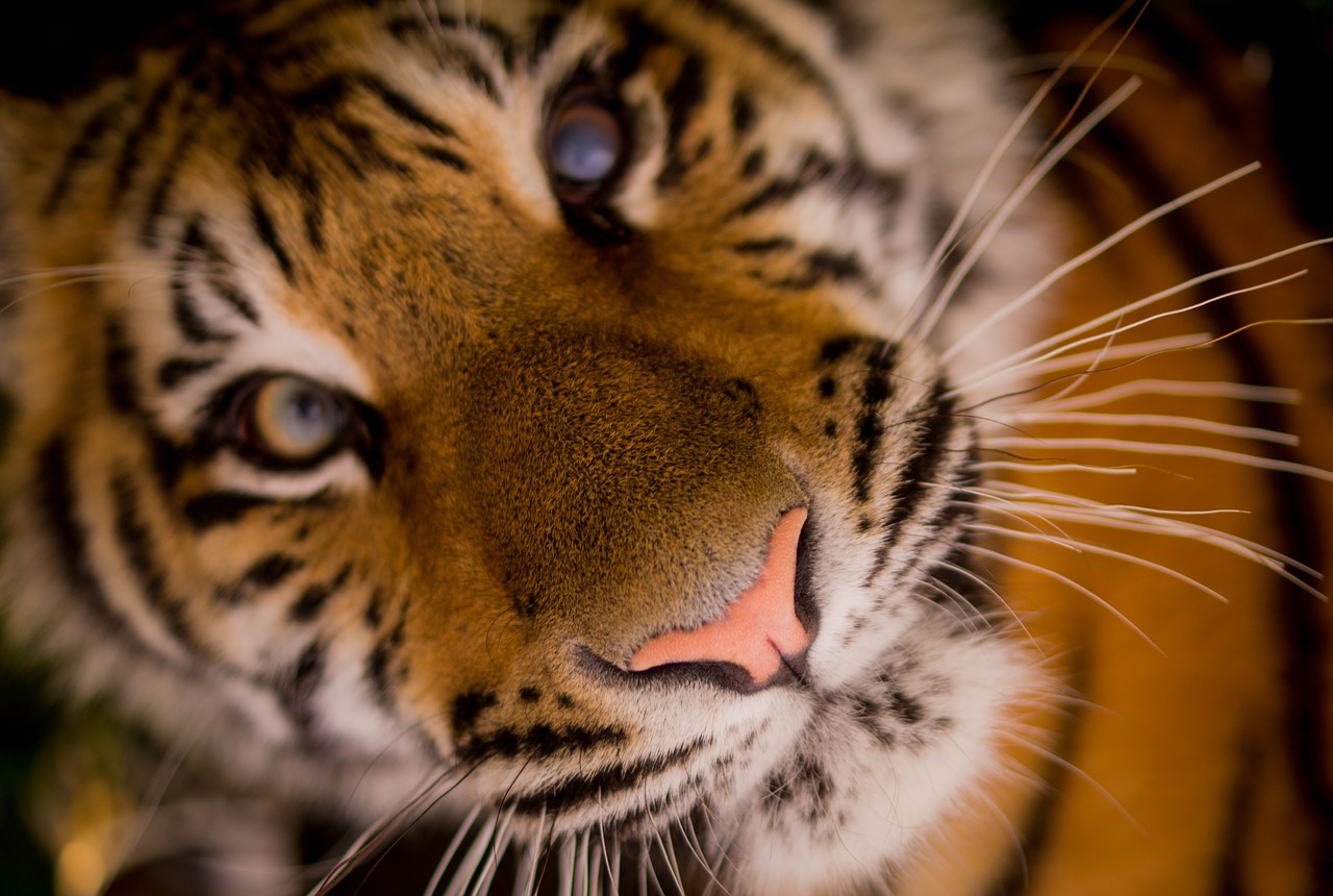 tiger carnivore stripes free photo