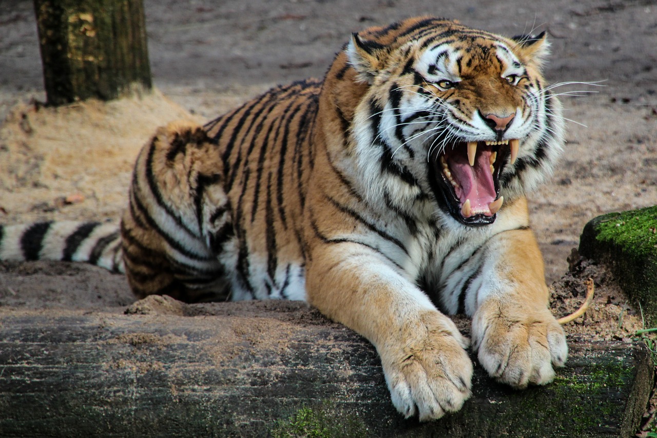 tiger predator animal free photo