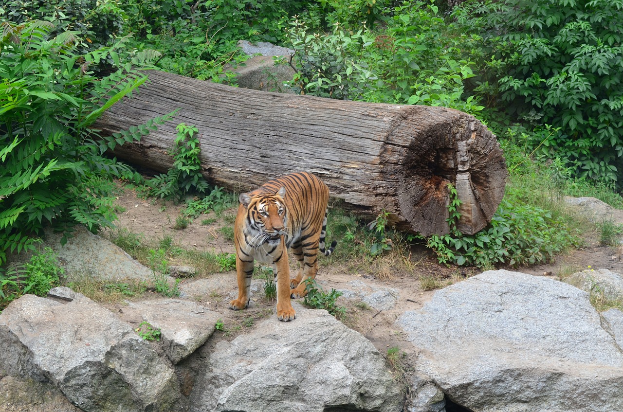 tiger cat predator free photo