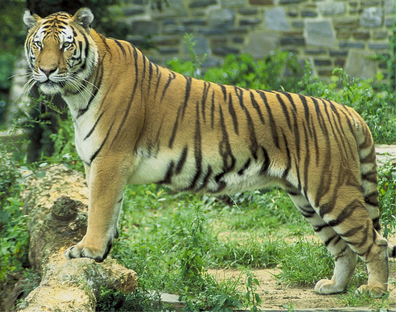 tiger feline big cat free photo