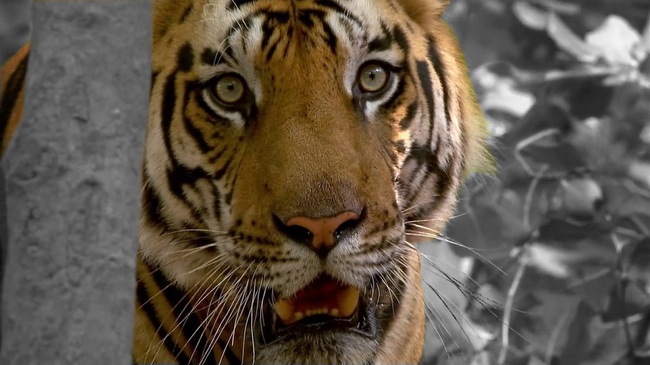 tiger cat zoo free photo