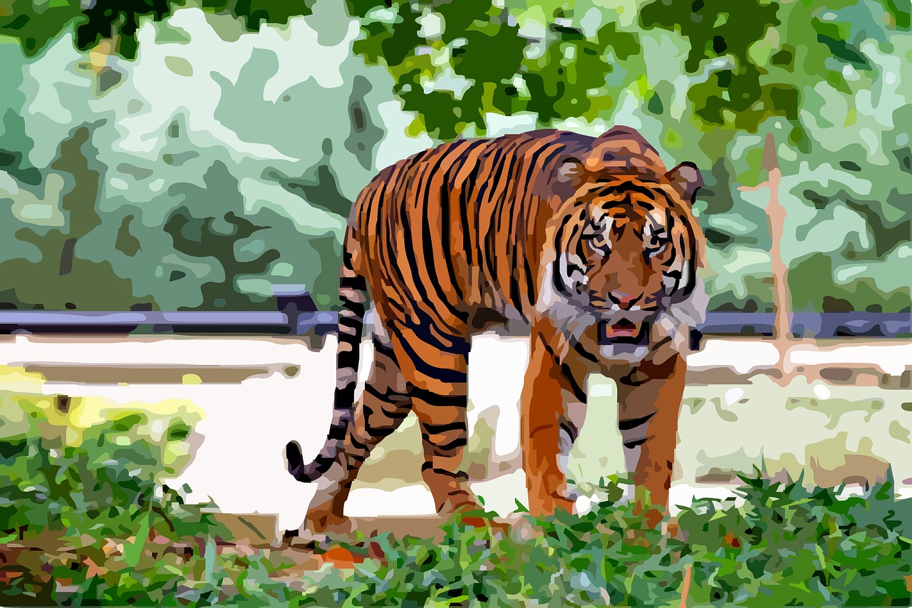 tiger animal sumatran free photo
