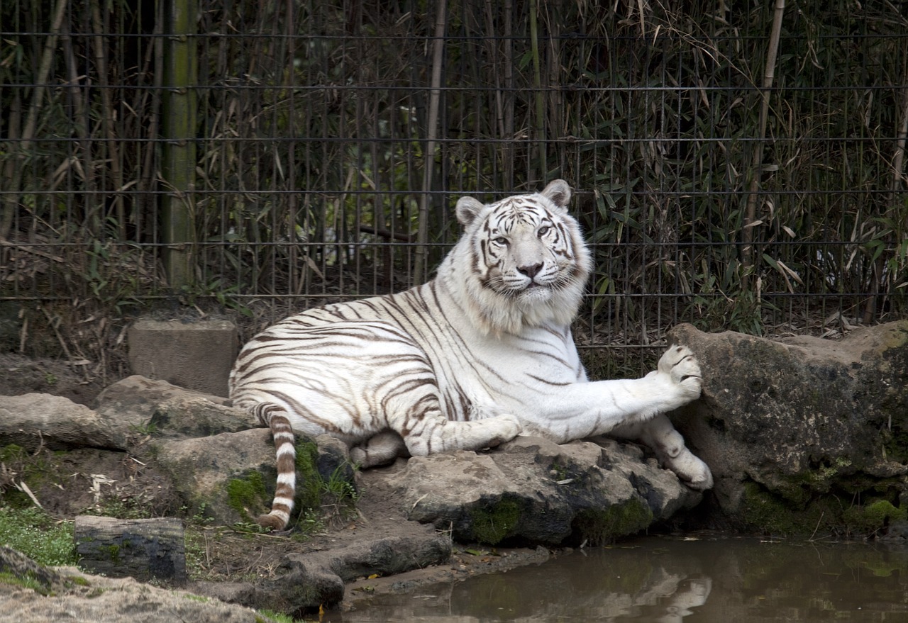 tiger white zoo free photo