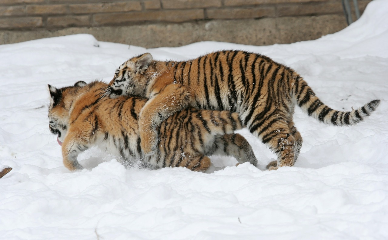 tiger playing snow free photo