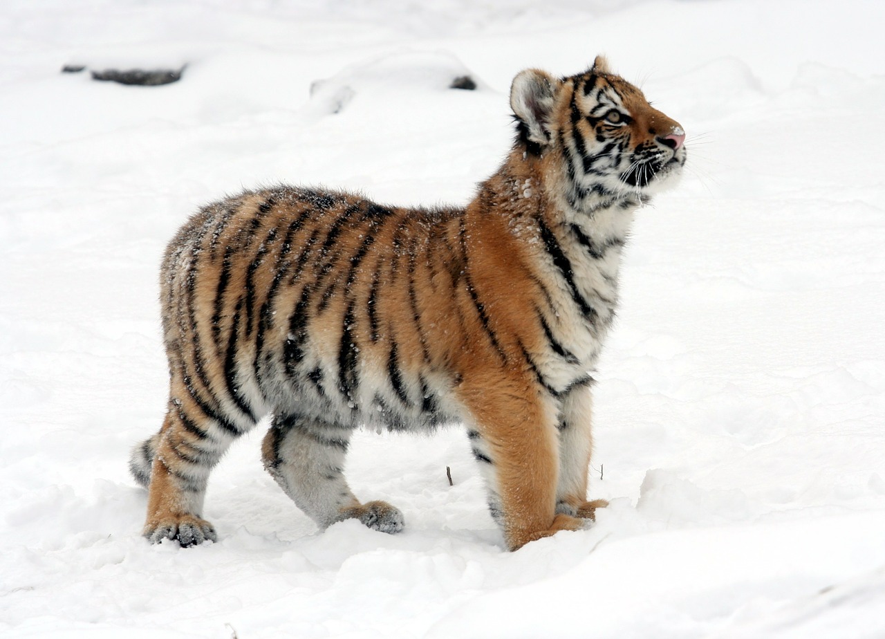 tiger tiger cub snow free photo