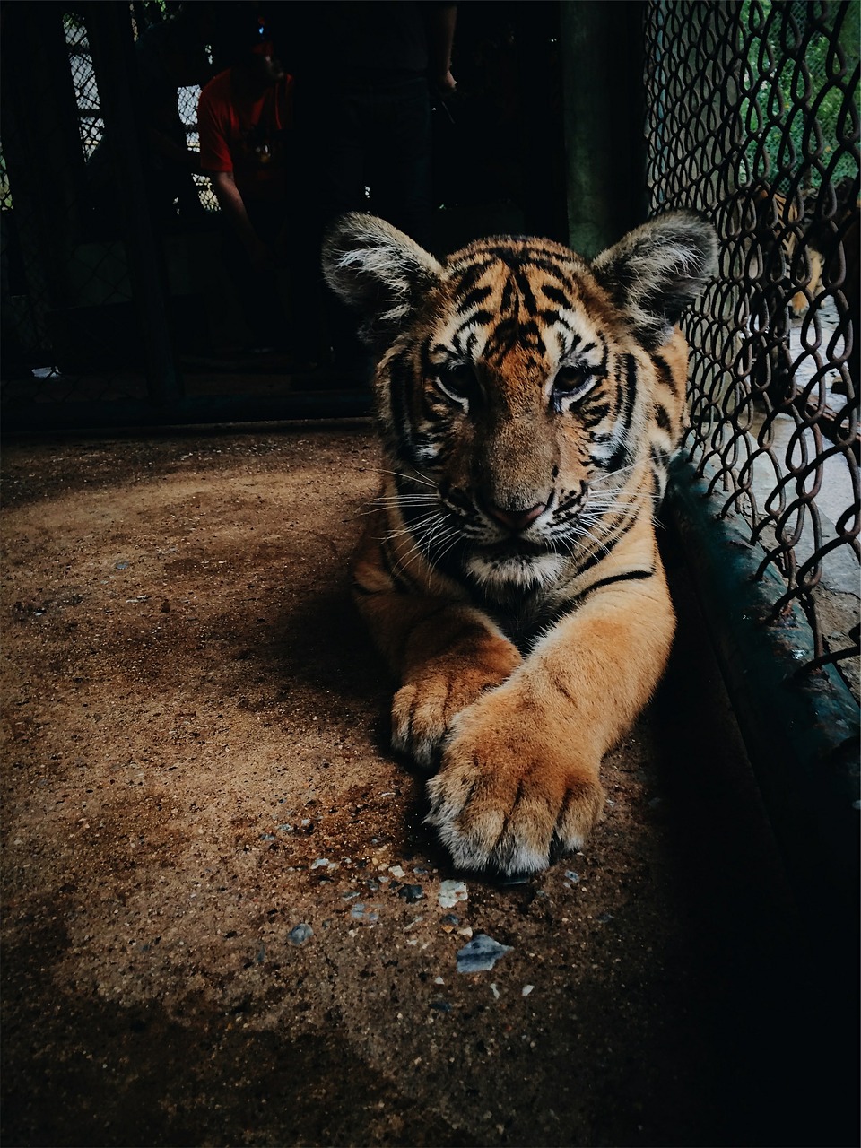 tiger zoo cage free photo