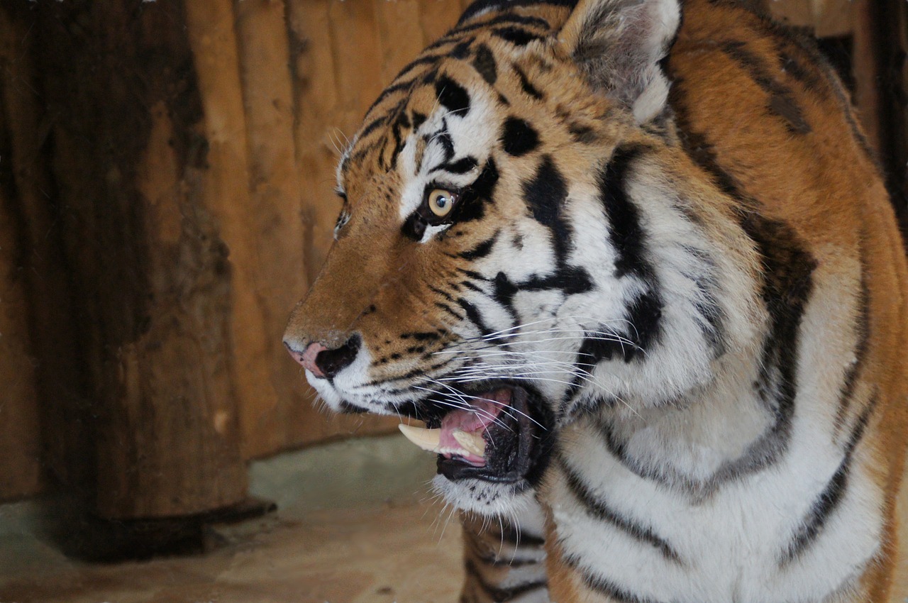 tiger big cat cat free photo