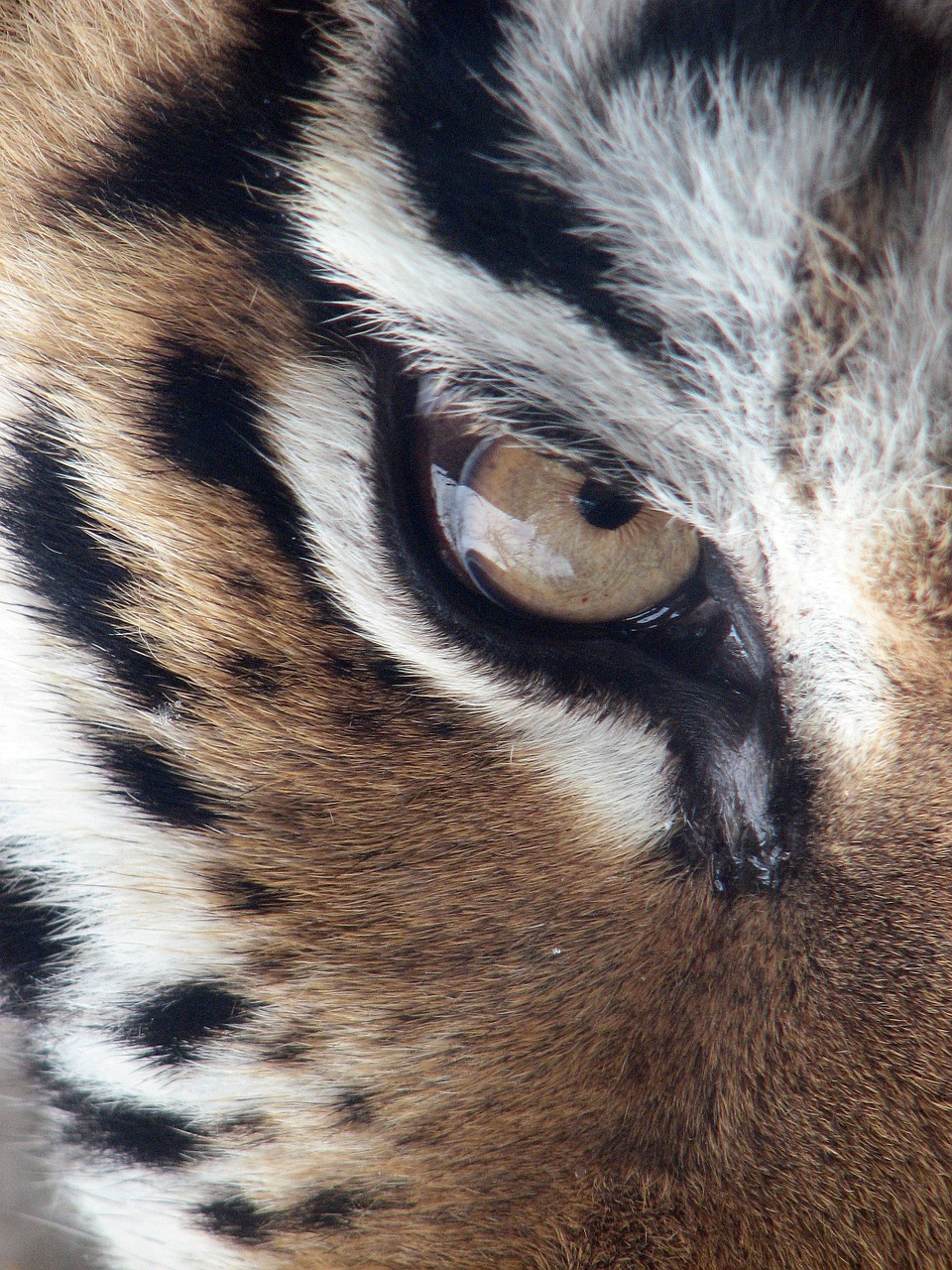 tiger eye siberian tiger free photo