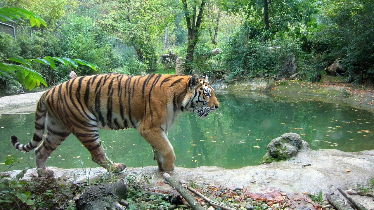 tiger wildlife animal free photo