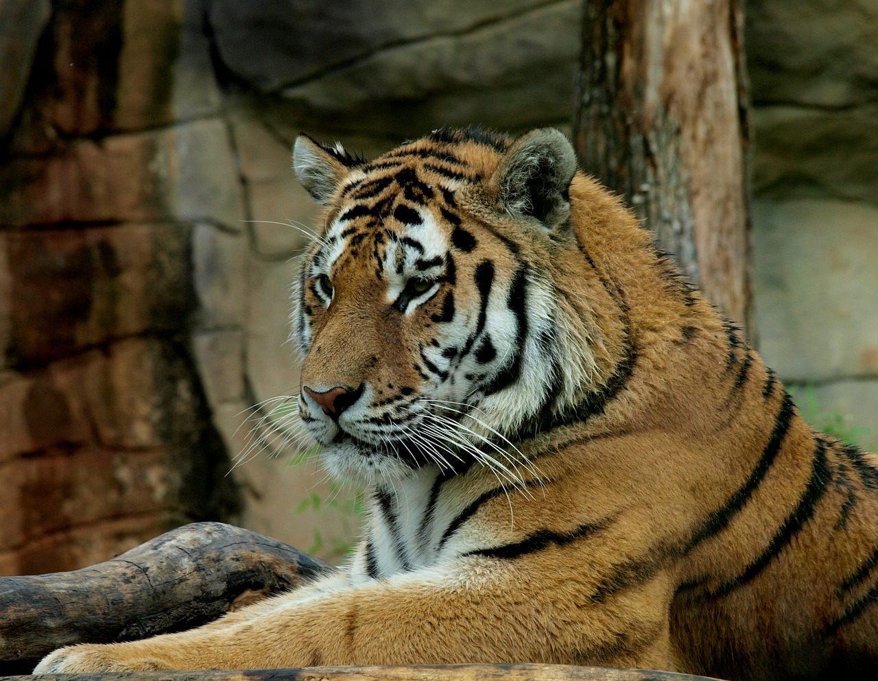 tiger beast wild free photo