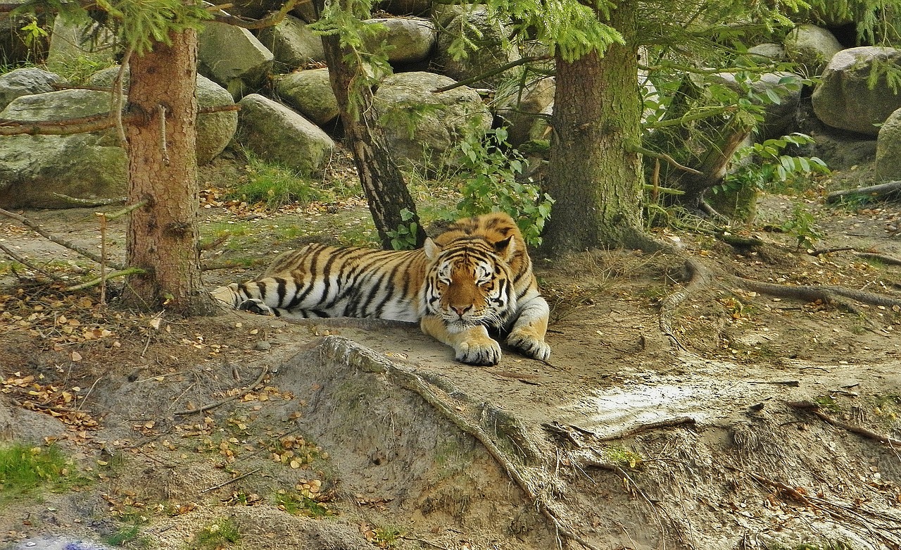 tiger animal enclosures tired free photo