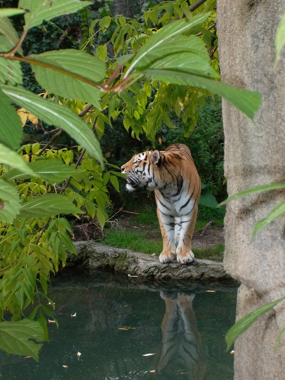 tiger wild zoo free photo