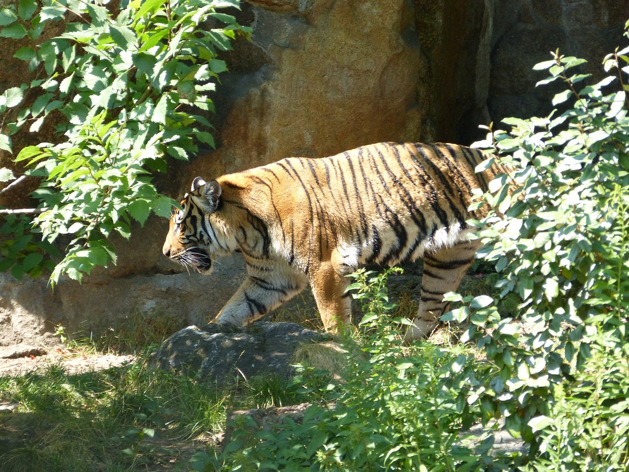 tiger zoo cat free photo