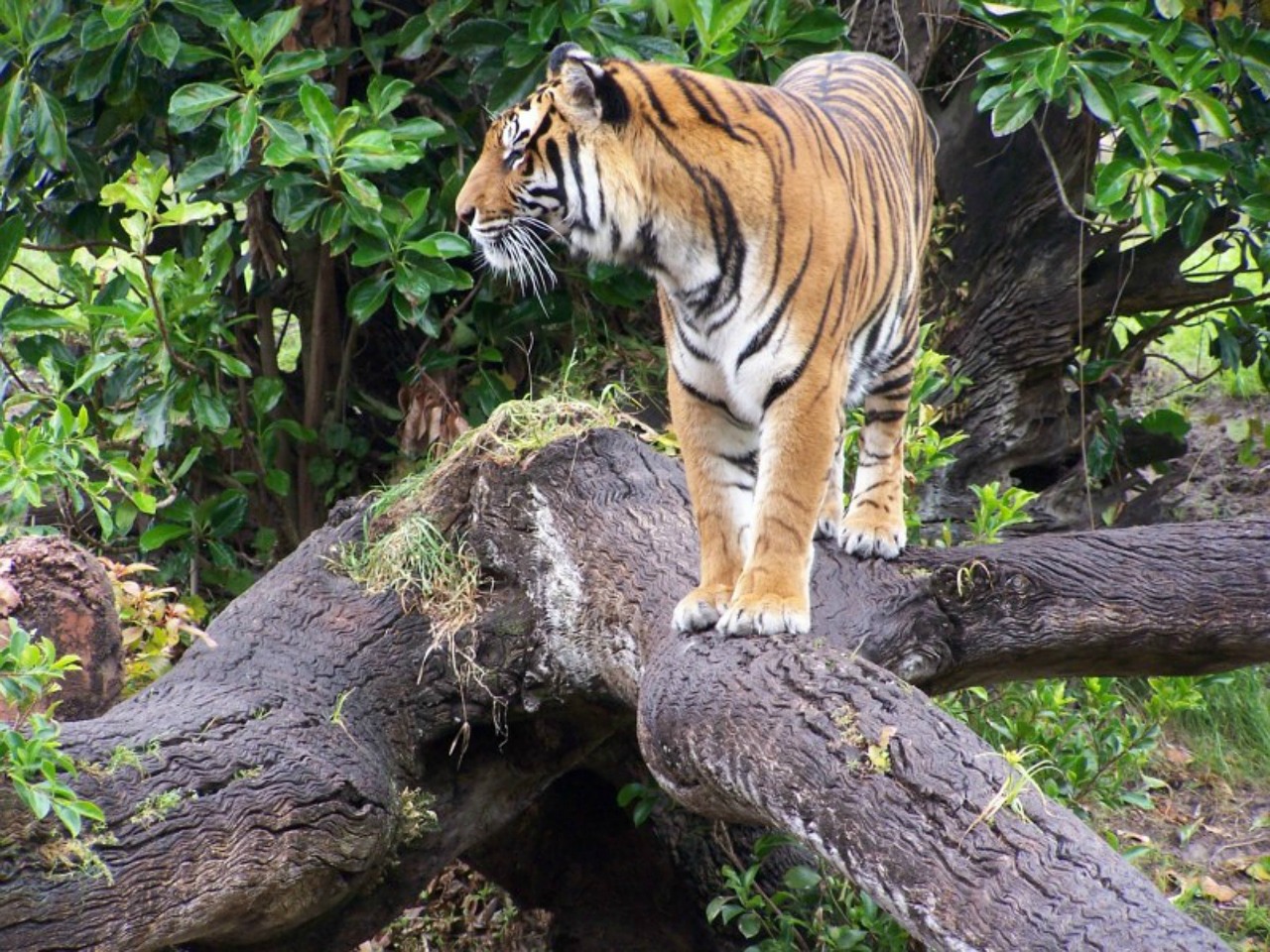 tiger animal kingdom wildlife free photo