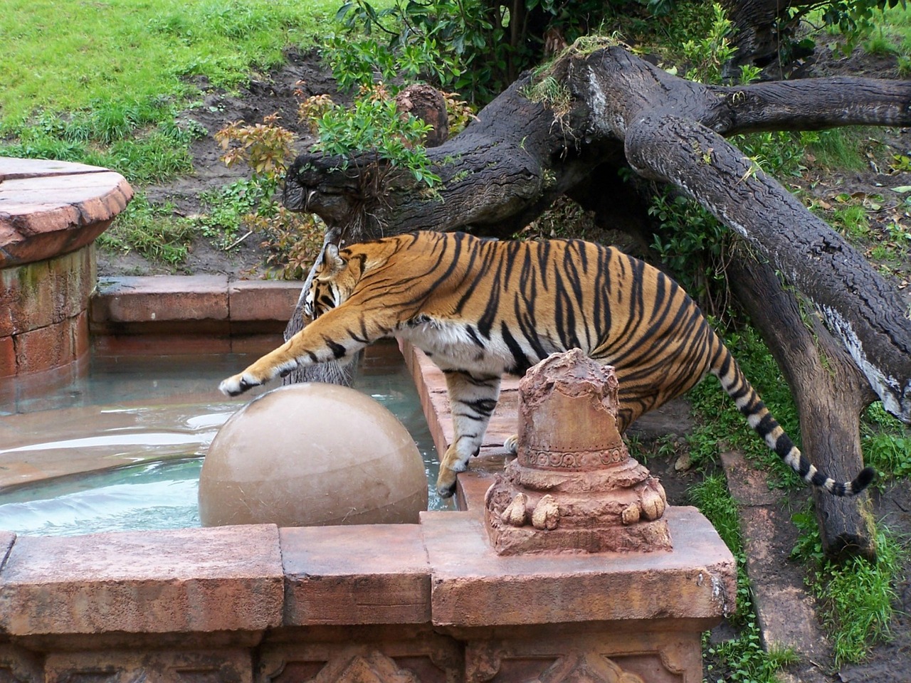 Download free photo of Tiger,animal kingdom,disney,zoo,wildlife - from  