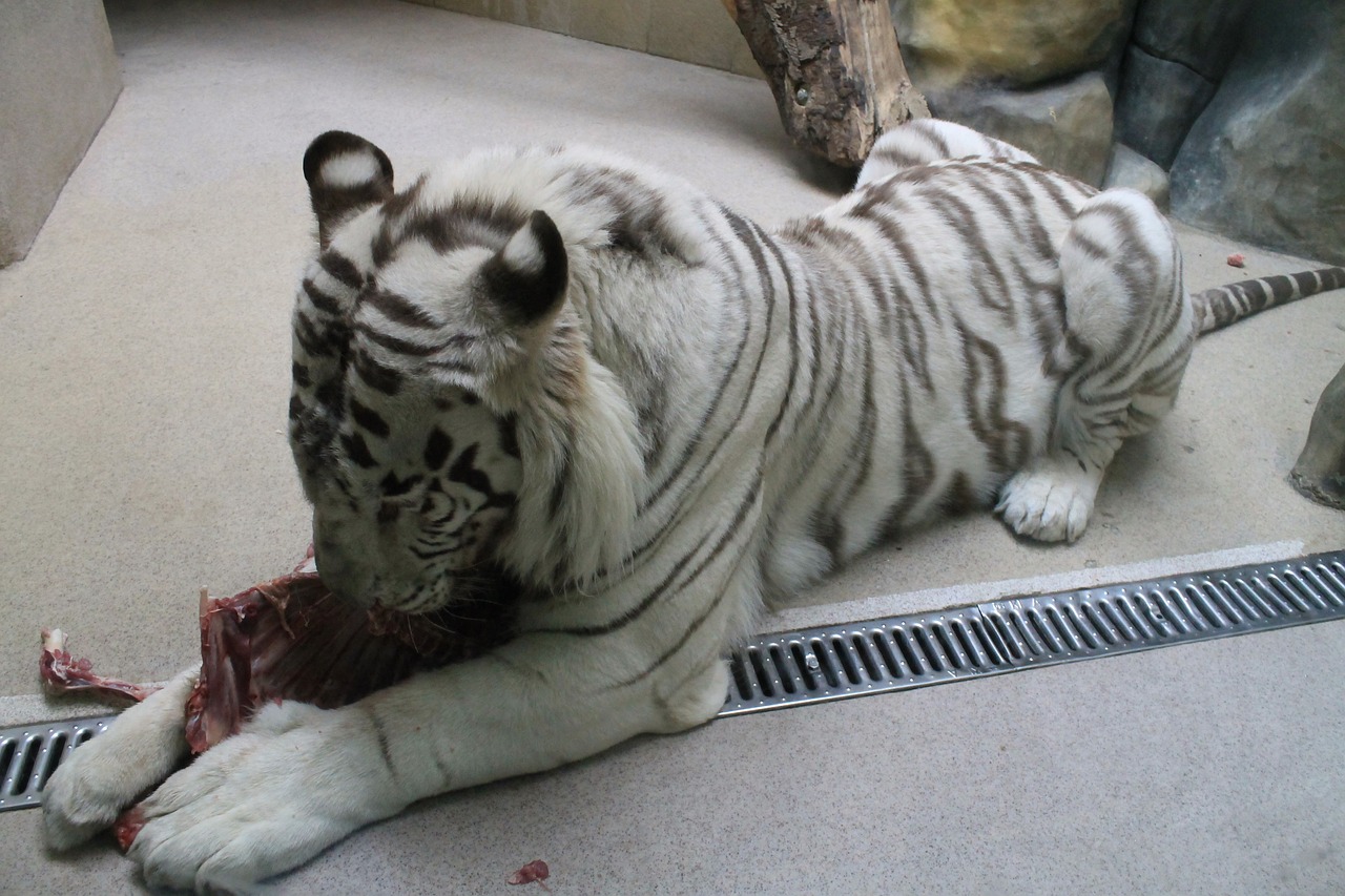 tiger zoo beast free photo