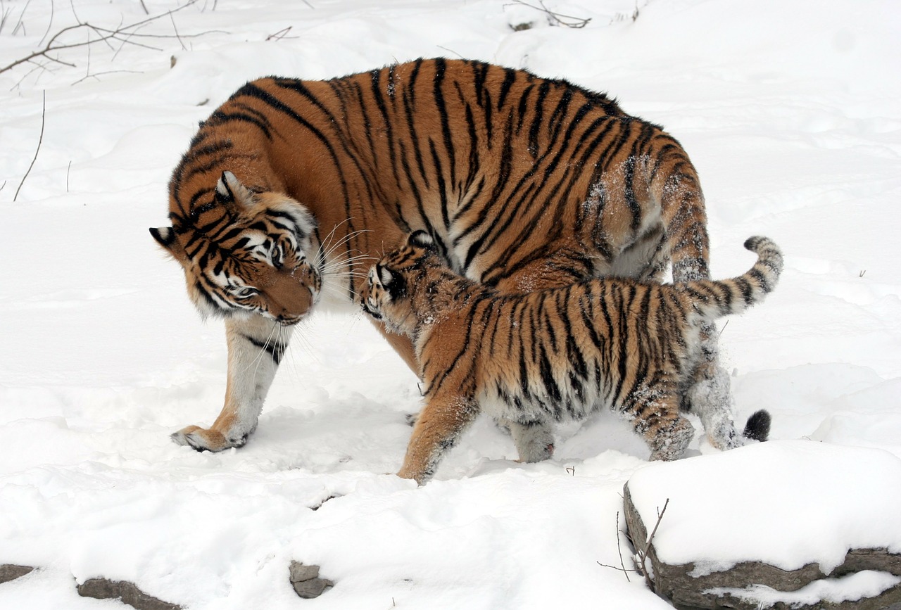 tiger siberian tiger tiger baby free photo
