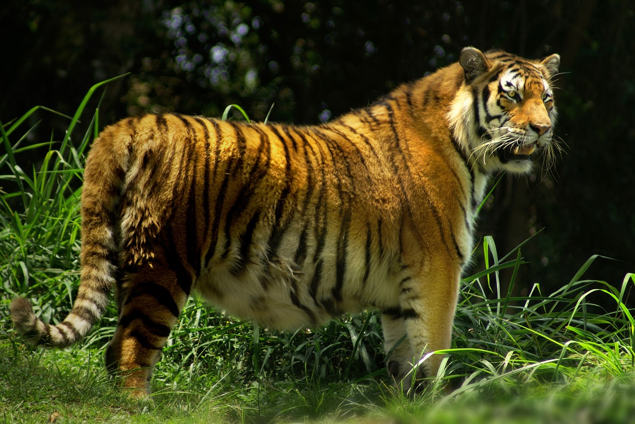 tiger wild beast forest free photo