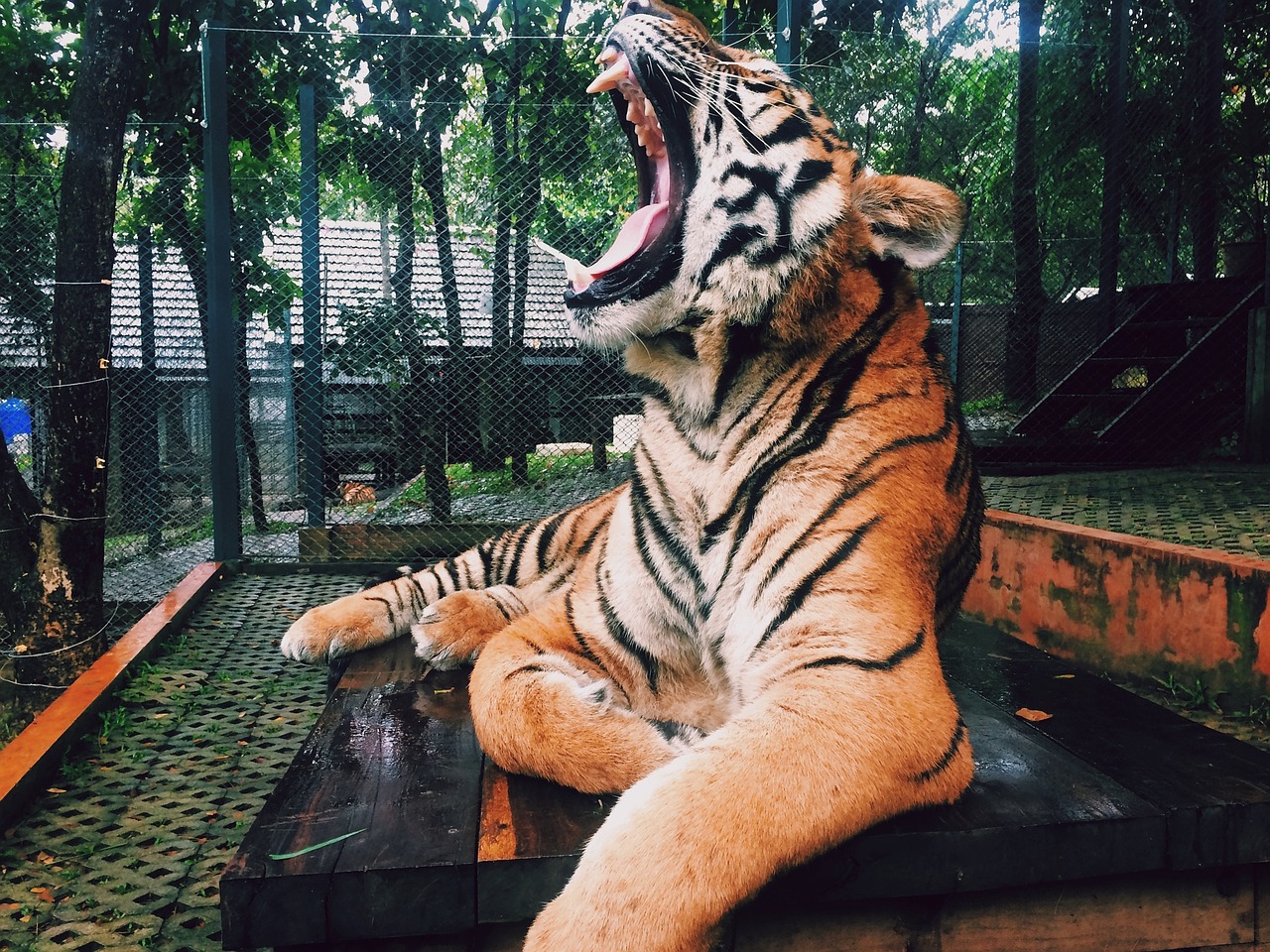 tiger roar animal free photo