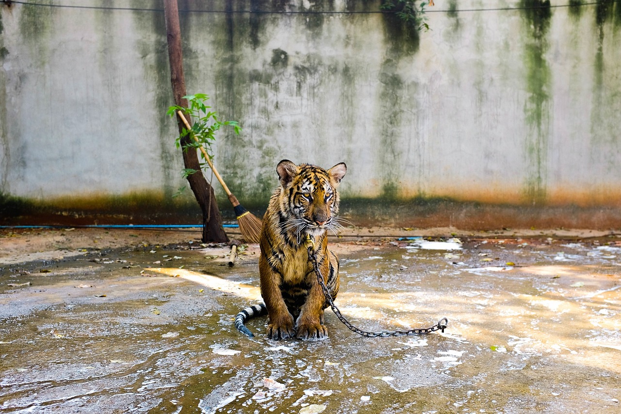 tiger animal chained free photo