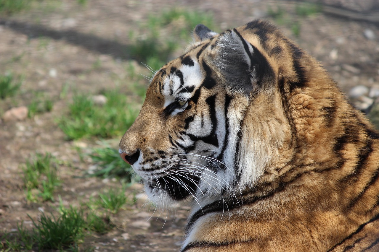 tiger zoo wilderness free photo