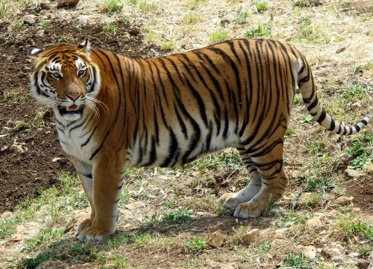 tiger animals zoo free photo