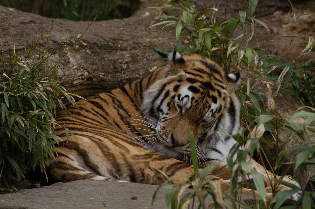 tiger sleepy zoo free photo