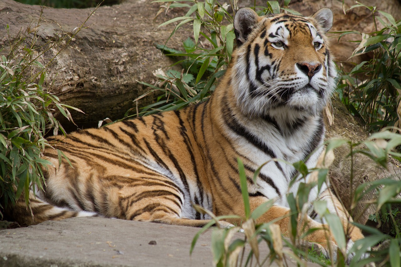 tiger sleepy zoo free photo