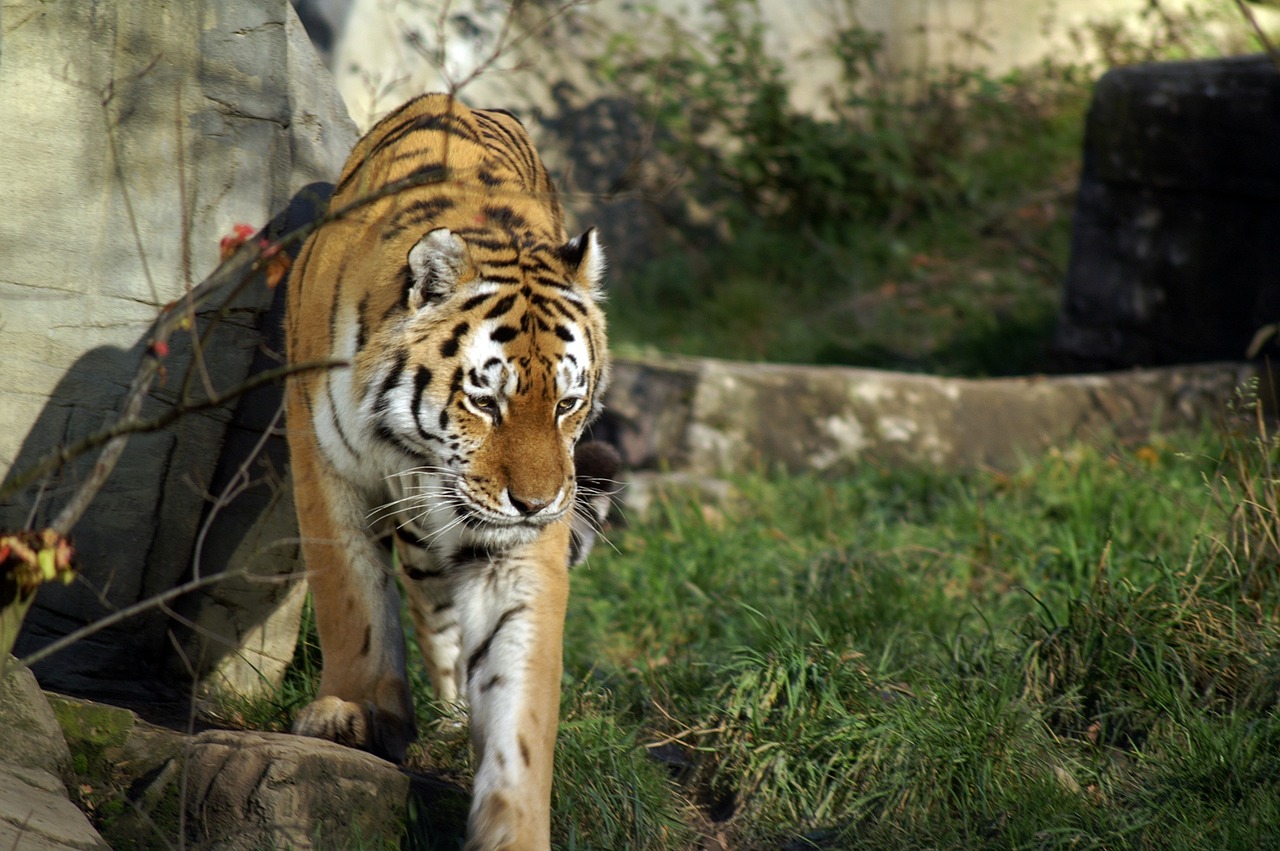 tiger wild cat free photo