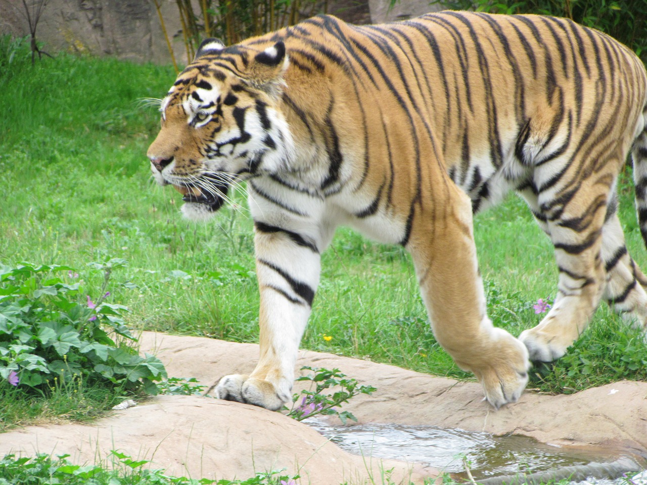 tiger grass walking free photo