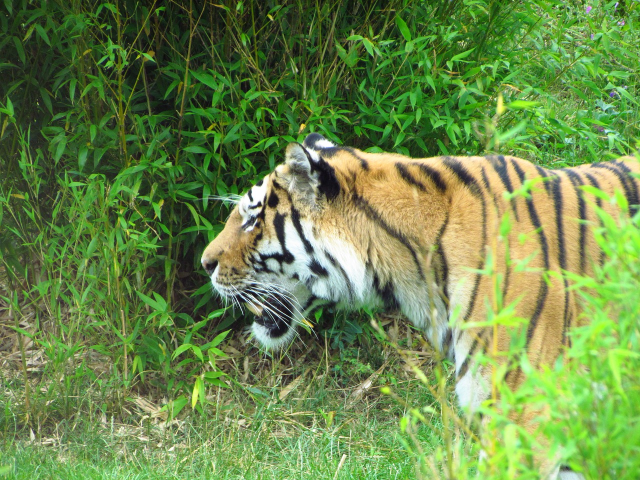 tiger grass walking free photo