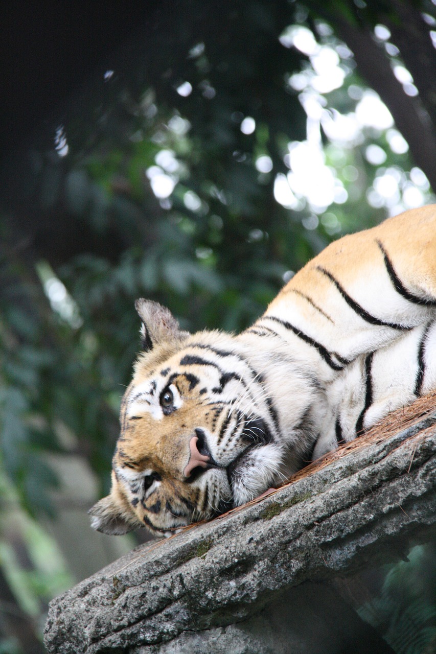 tiger sleepy big free photo
