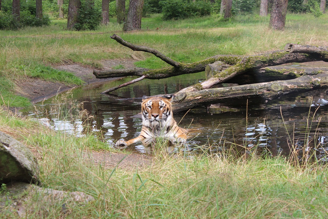 tiger cat wilderness free photo