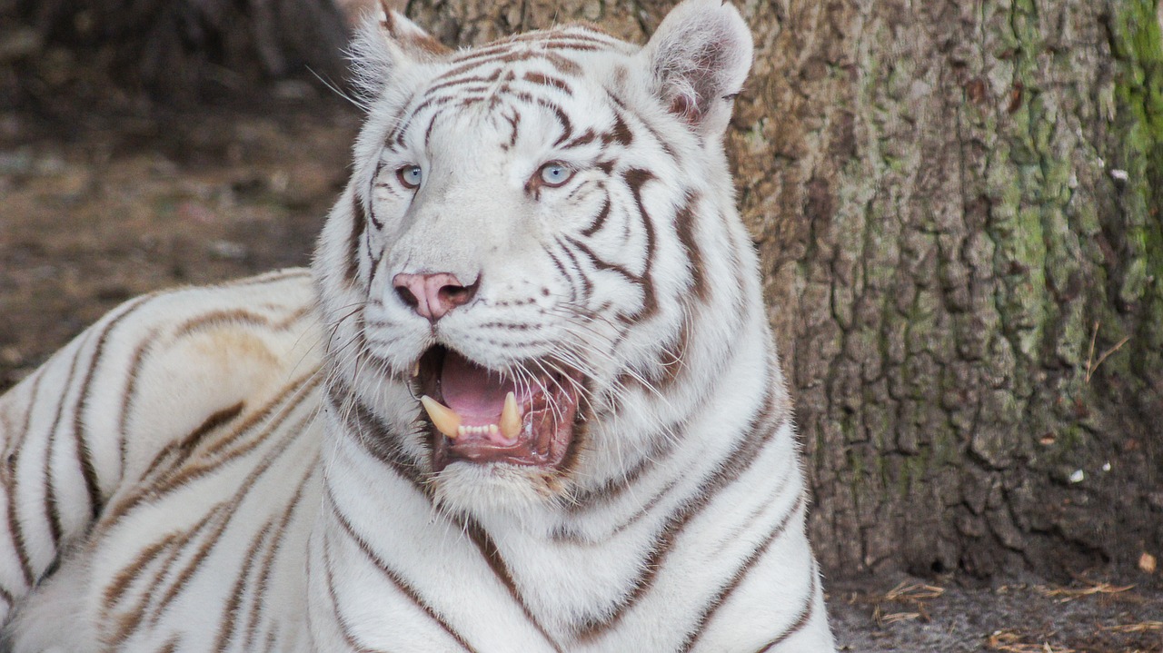 tiger white cat free photo