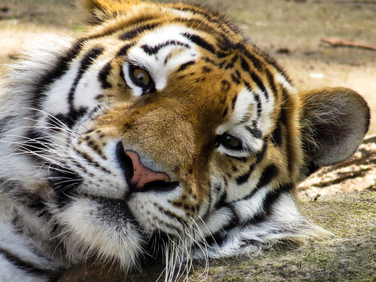 tiger head cat free photo