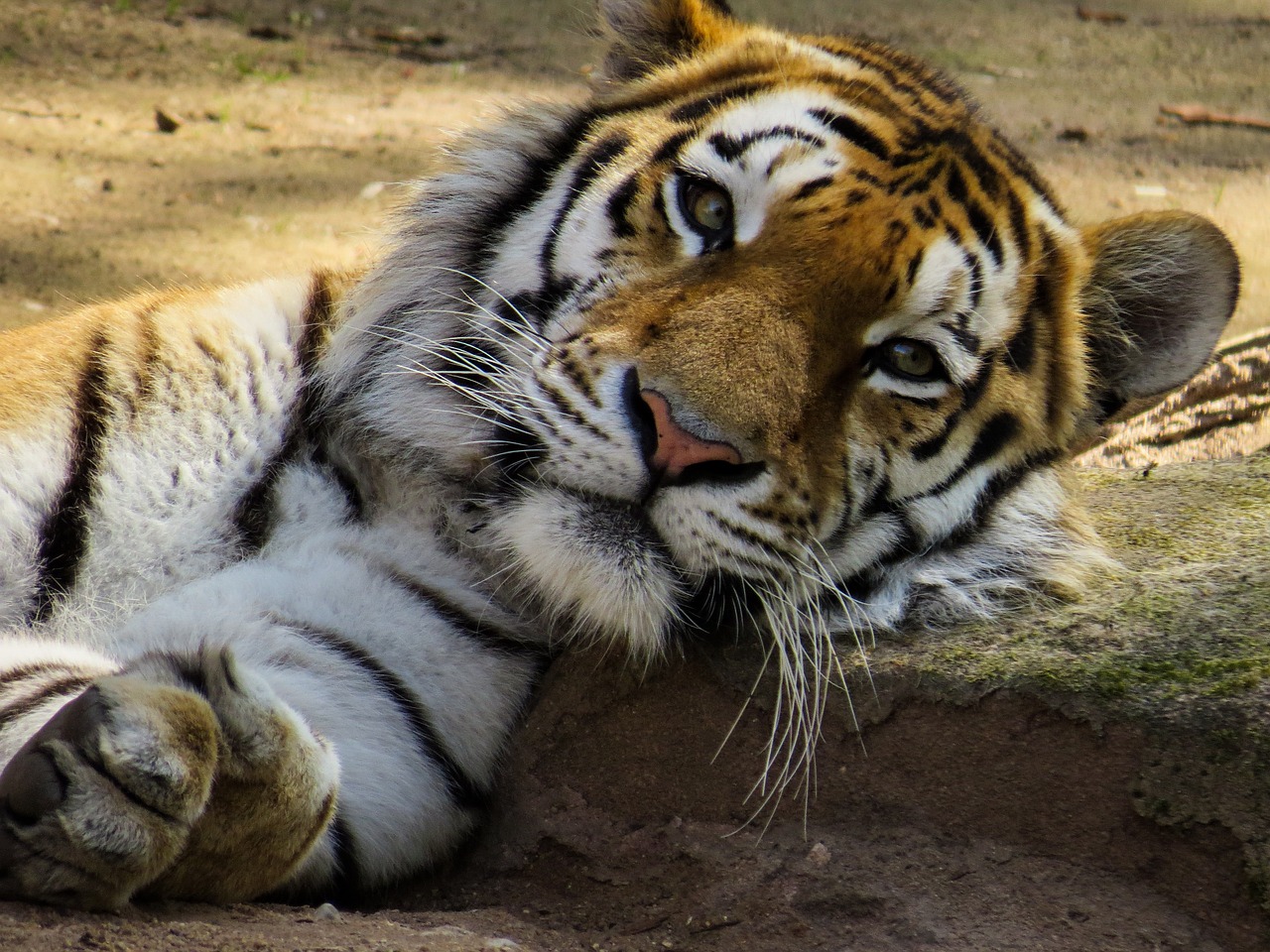 tiger head cat free photo