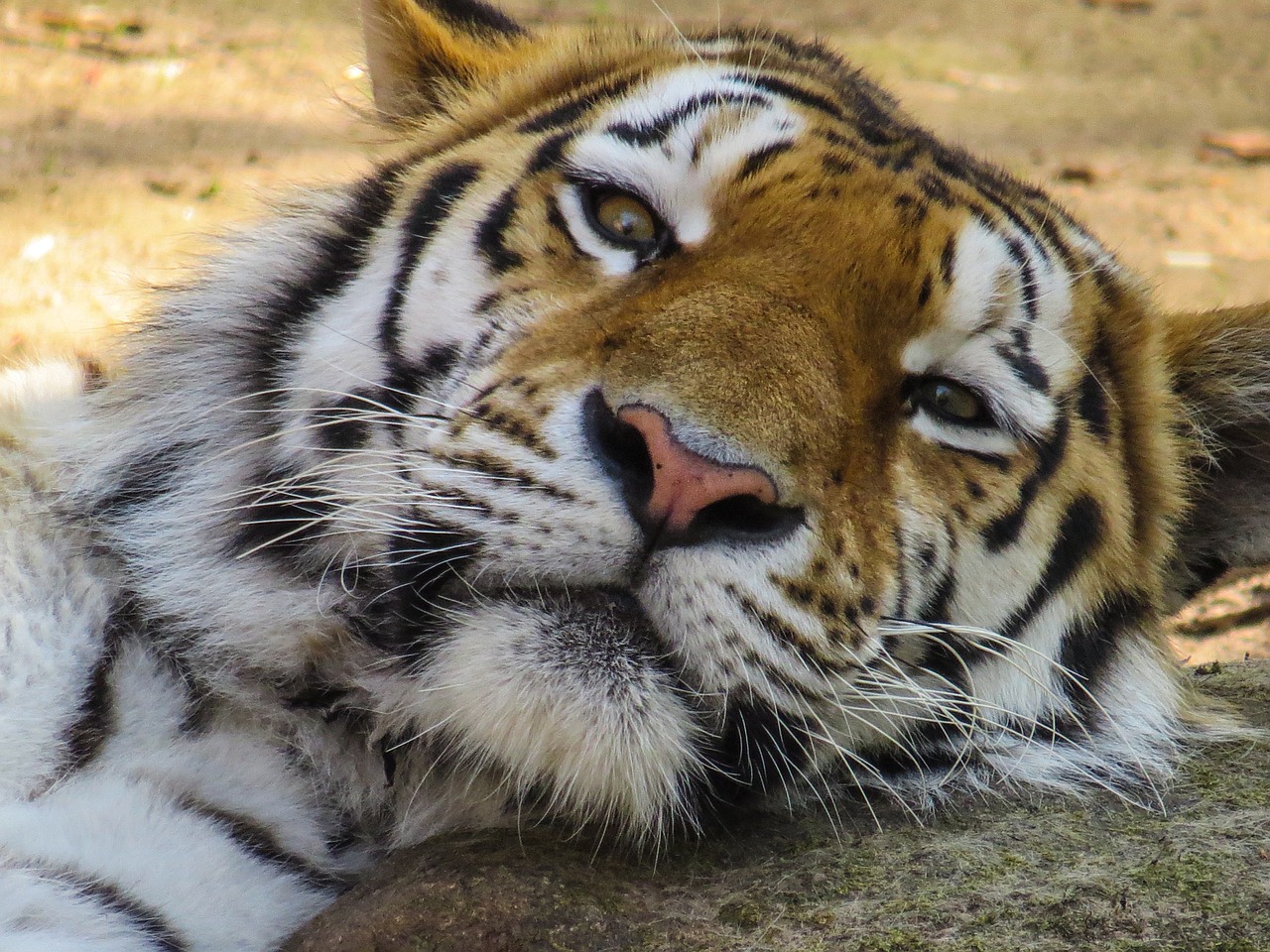 tiger head cat free photo