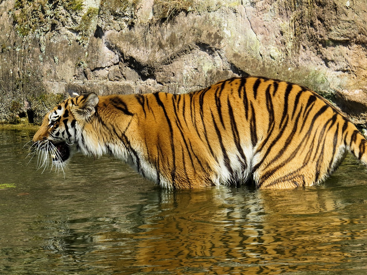 tiger predator cat free photo