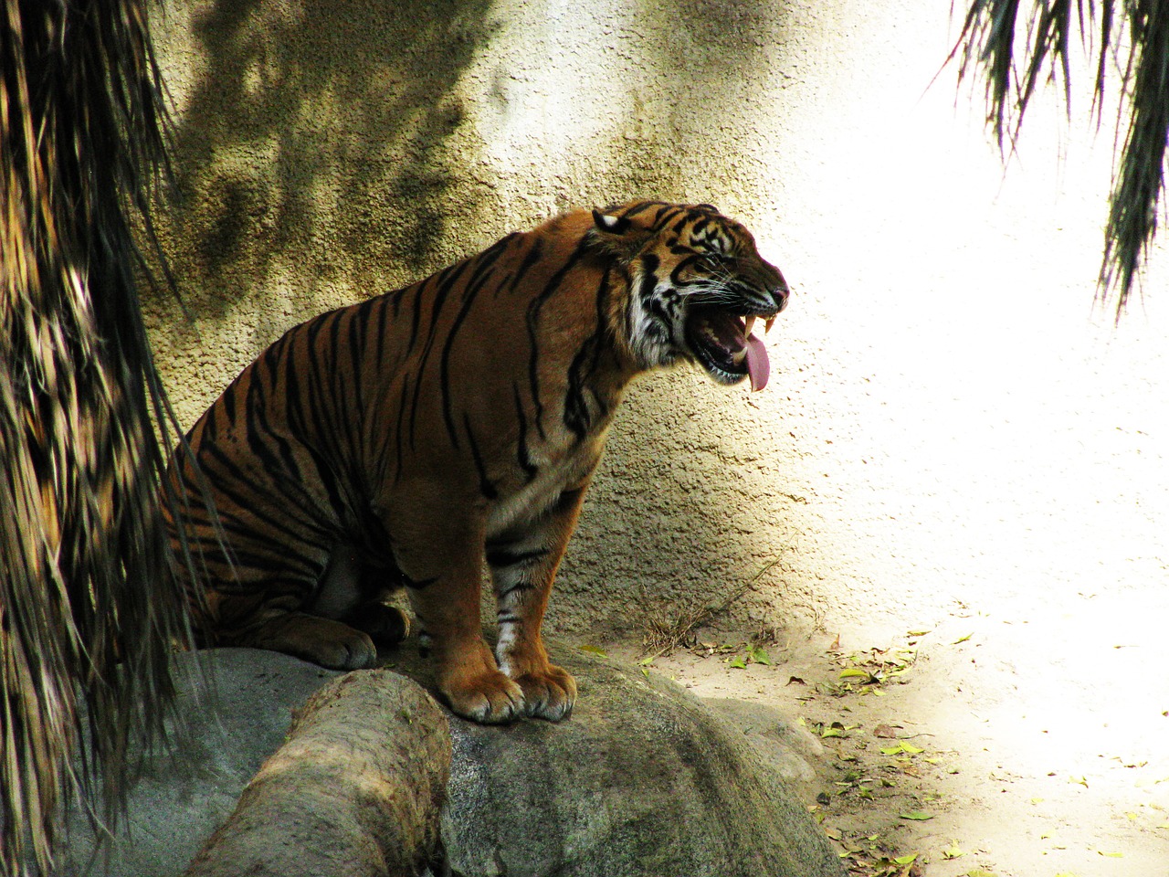 tiger grimace feline free photo