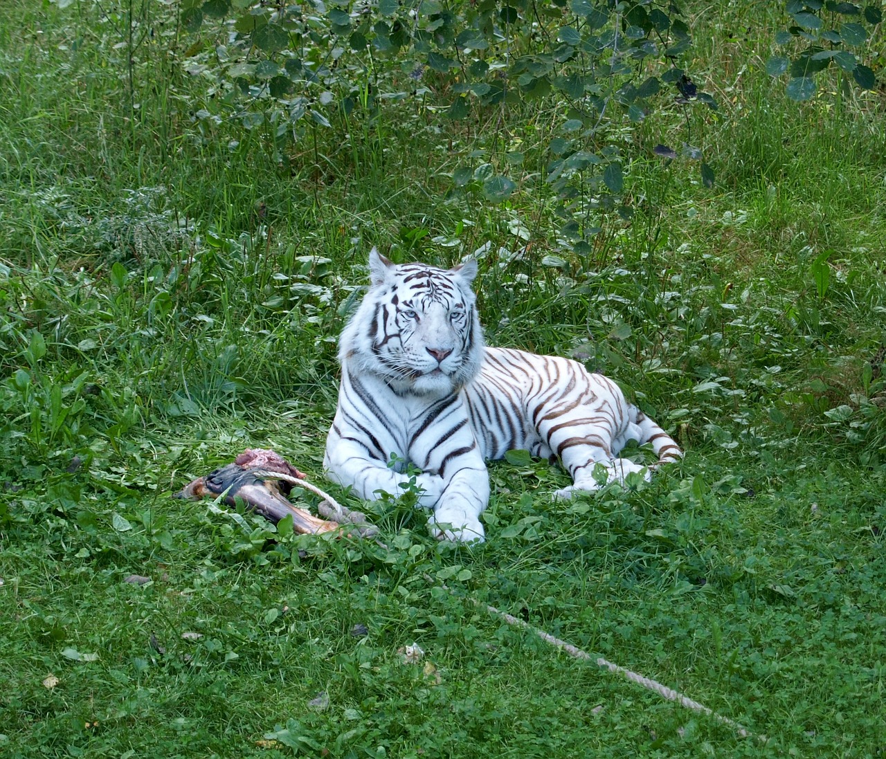 tiger white tiger white free photo