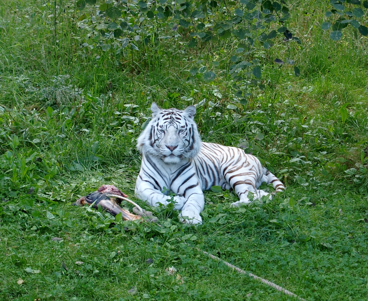 tiger white tiger white free photo