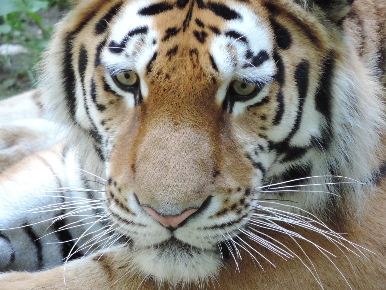 tiger cat zoo free photo